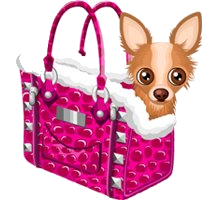 a chihuahua in a handbag